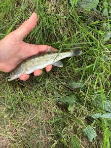 Zander