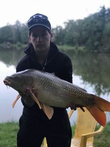 Common Carp