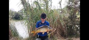 Mirror Carp