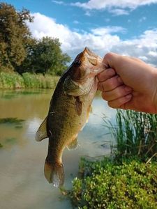 Largemouth Bass