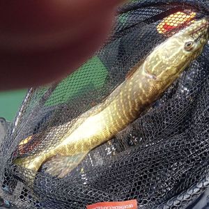Northern Pike