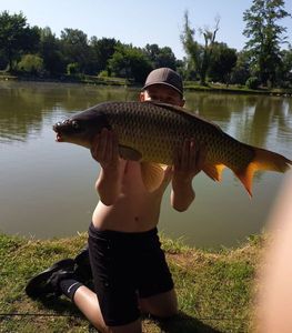 Common Carp