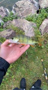 European Perch