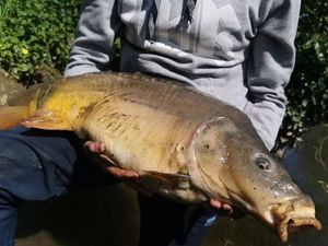 Mirror Carp