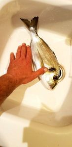 Gilthead Seabream