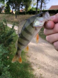 European Perch