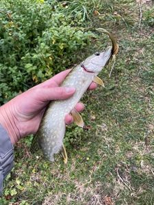 Northern Pike