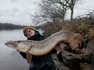 Brochet
