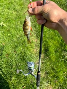 European Perch