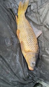 Common Carp