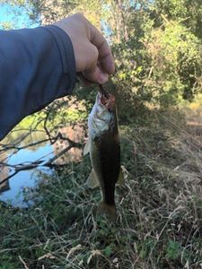 Largemouth Bass