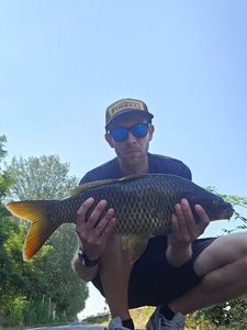 Common Carp