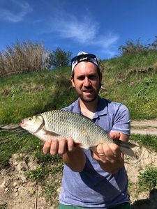 Crucian Carp