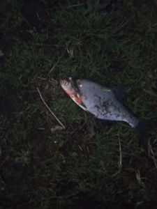 Common Bream