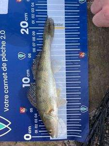 Zander