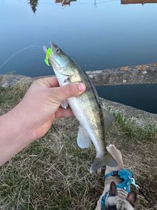 Zander