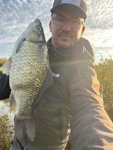 Crucian Carp