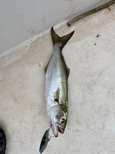 Bluefish