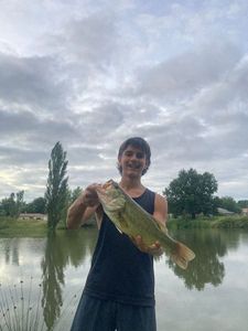 Largemouth Bass