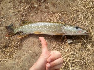 Northern Pike