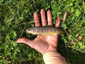 Brown Trout
