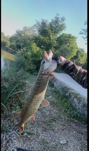 Northern Pike
