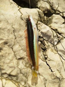 Mediterranean Rainbow Wrasse