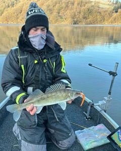 Zander