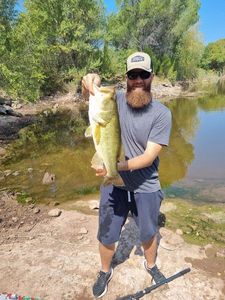 Largemouth Bass