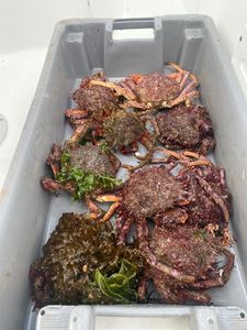 European Spider Crab