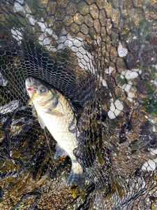 European Bass (Seabass)