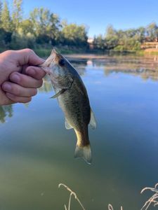 Largemouth Bass