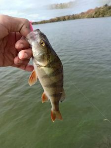 European Perch
