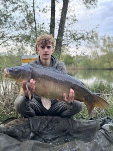 Common Carp