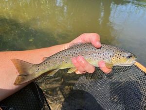 Brown Trout