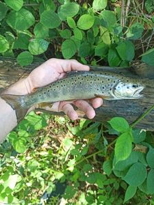 Brown Trout