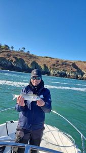 European Bass (Seabass)