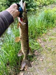 Northern Pike