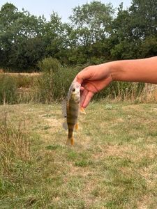 European Perch