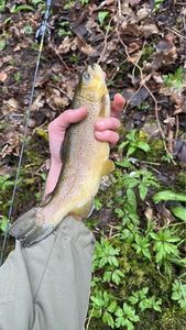 Brown Trout