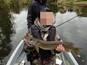 Northern Pike