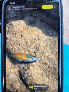 Mediterranean Rainbow Wrasse