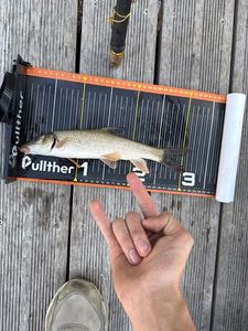 Barbel