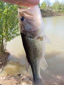 Largemouth Bass