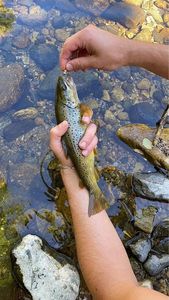 Brown Trout