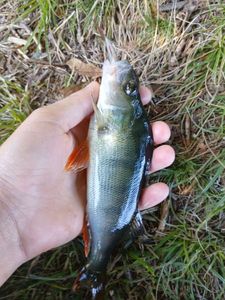 European Perch