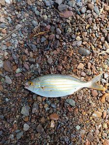 Salema