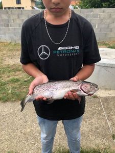 Rainbow Trout