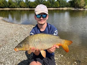 Common Carp