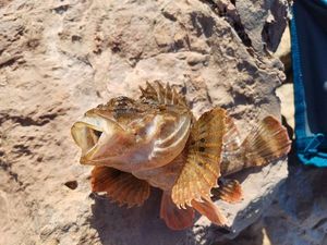 Brown Scorpionfish